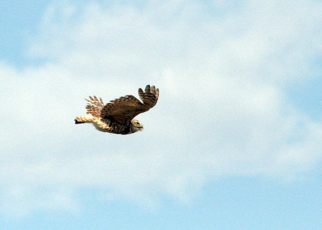 Burrowing Owl