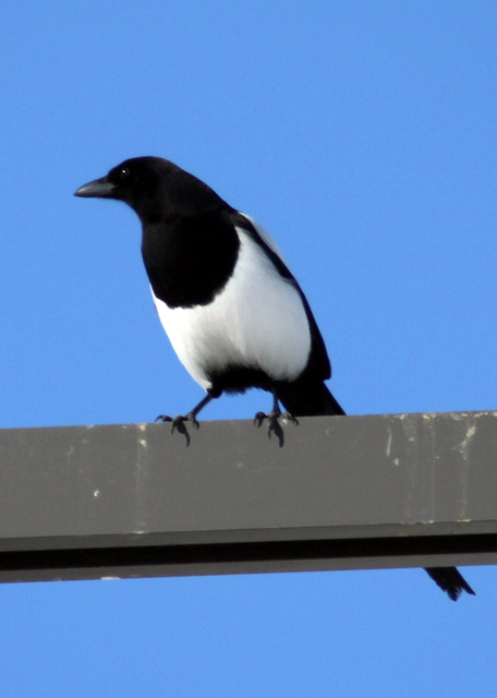 Black-Billed Magpie