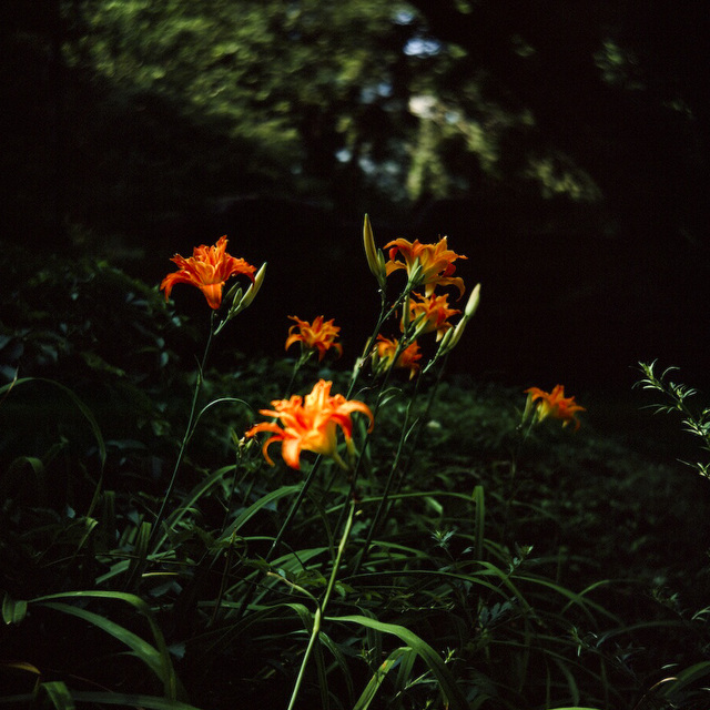 Day Lillies in Central Park