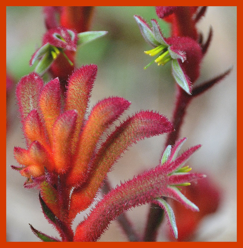 Kangaroo Paw