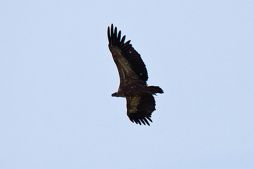 20120516 0002RTw [R~E] Gänsegeier, Belen, Extremadura