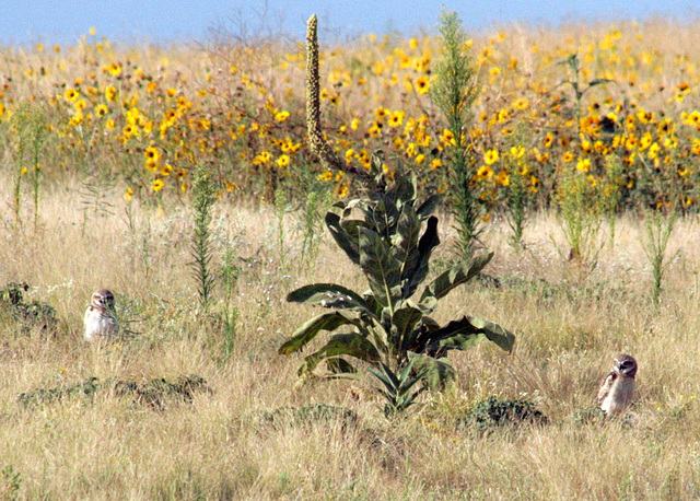 Burrowing Owls