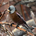 Gray-Crowned Rosy-Finch