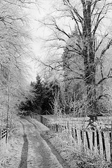 The Lime Avenue in the frost