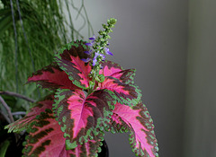 Coleus