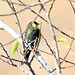 Lesser Goldfinch