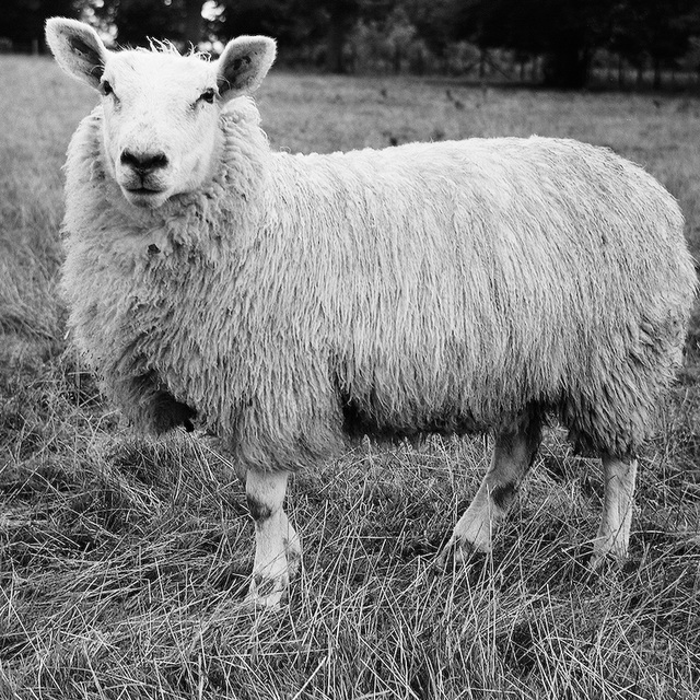 Sheep at Lamer