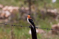 20120516 0128RAw [E] Rotkopfwürger (Lanius senator), Rio Almonte 2