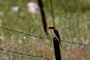 20120516 0121RAw [E] Rotkopfwürger (Lanius senator), Rio Almonte 2