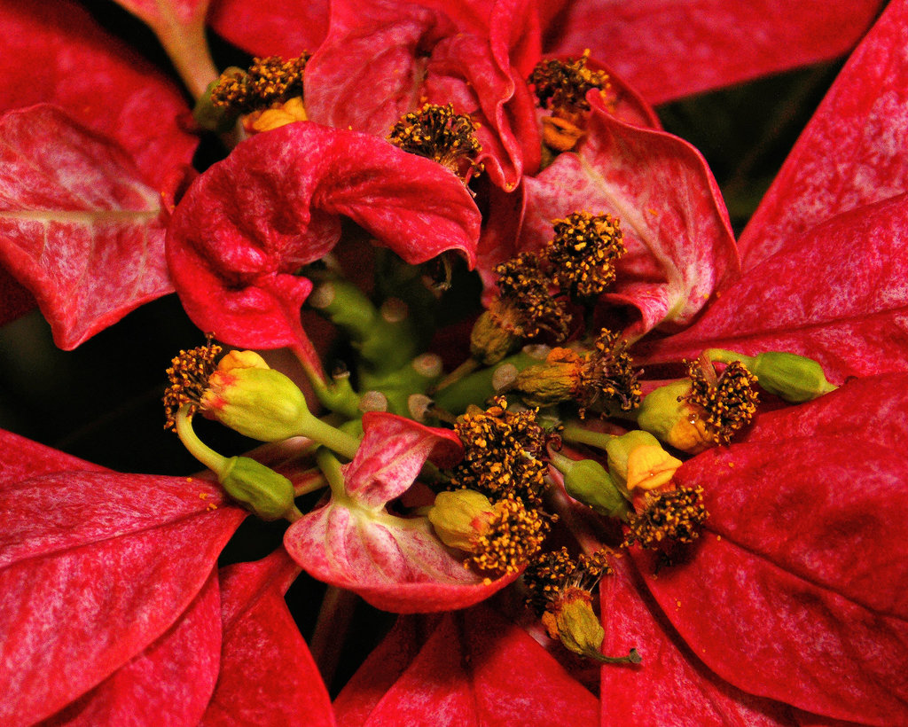 Poinsetta Flowers