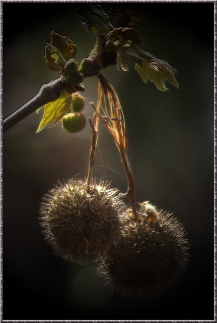 Fruit du Platane