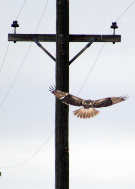 Red-Tailed Hawk