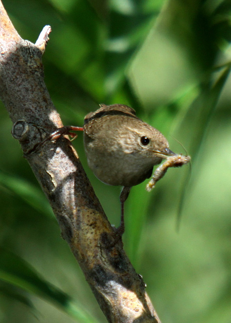 House Wren with Lunch