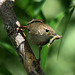 House Wren with Lunch