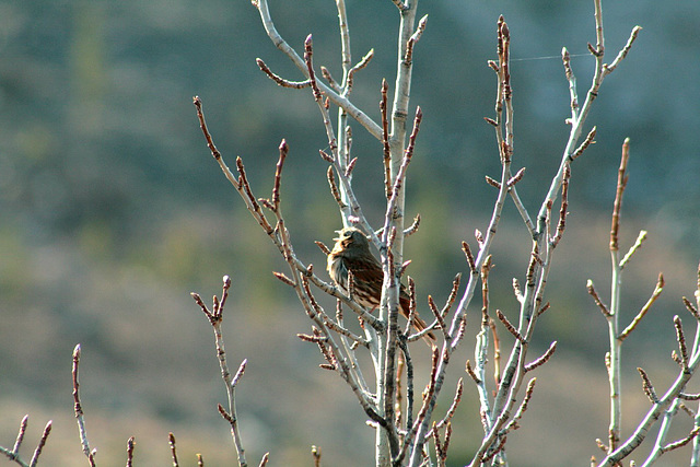 Day 13: Fox Sparrow