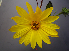 Flor amarilla 1