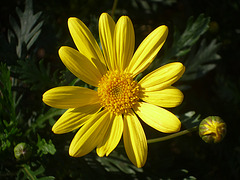 Flora amarilla 2