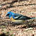 Lazuli Bunting