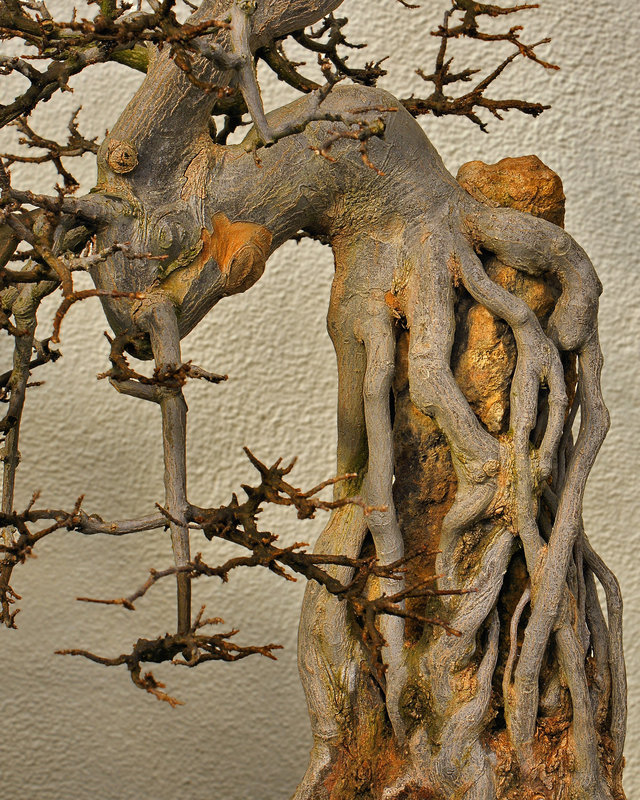 Bonsai Trident Maple – National Arboretum, Washington D.C.