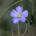 Western Blue Flax