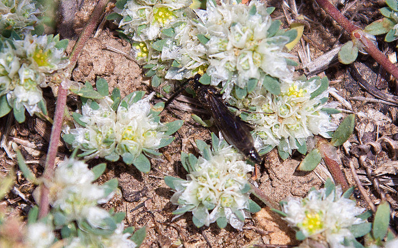 20120516 0118RAw [E] Silber-Mauermiere (Paronychia argentea), Fliege, Rio Almonte 2, Extremadura