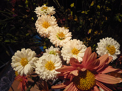 Cinco flores blancas