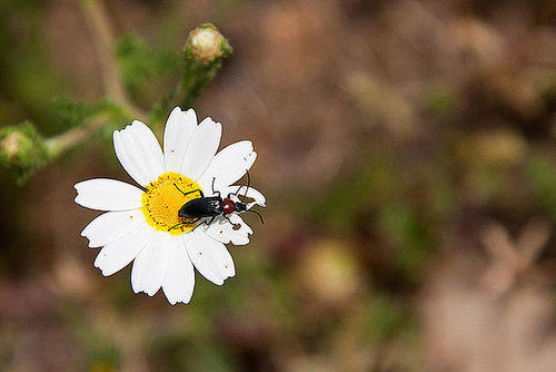 20120516 0110RAw [E] Käfer, Rio Almonte 2