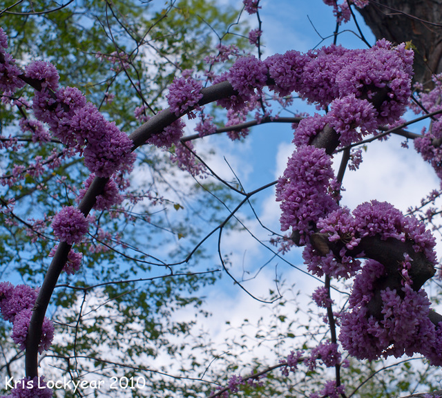 Blossoms in the Park