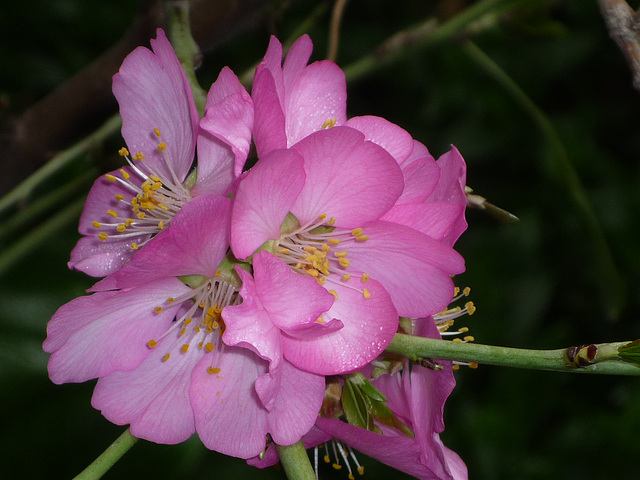 Varias f. rosadas s