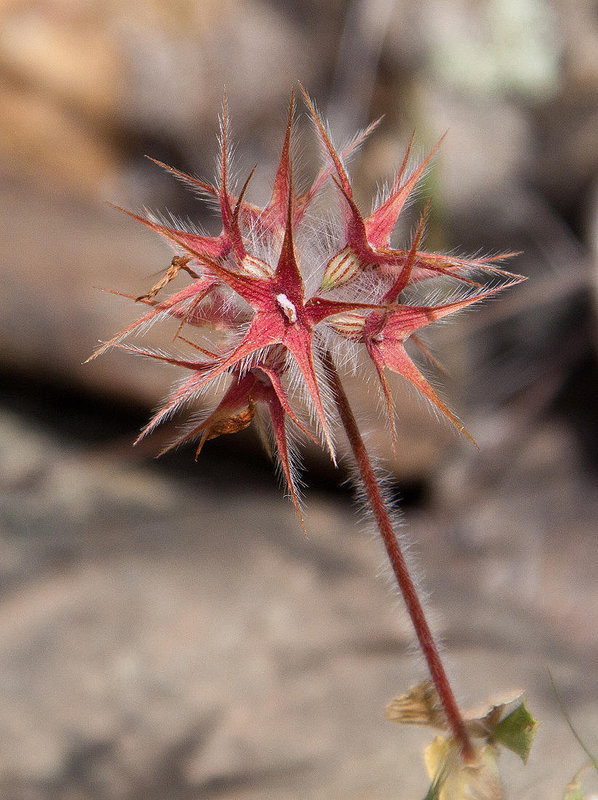 20120516 0100RAw [E] Sternklee (Trifolium stellatum), Rio Almonte, Torrecillas de la Tiesa, Extremadura