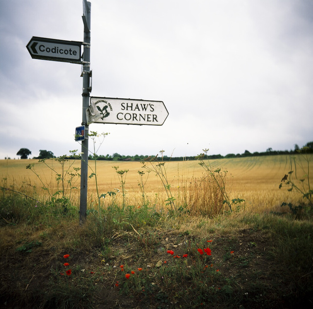 Roadside poppies