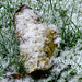 Herbstblatt mit Schnee