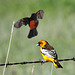 Baltimore x Bullock's Oriole