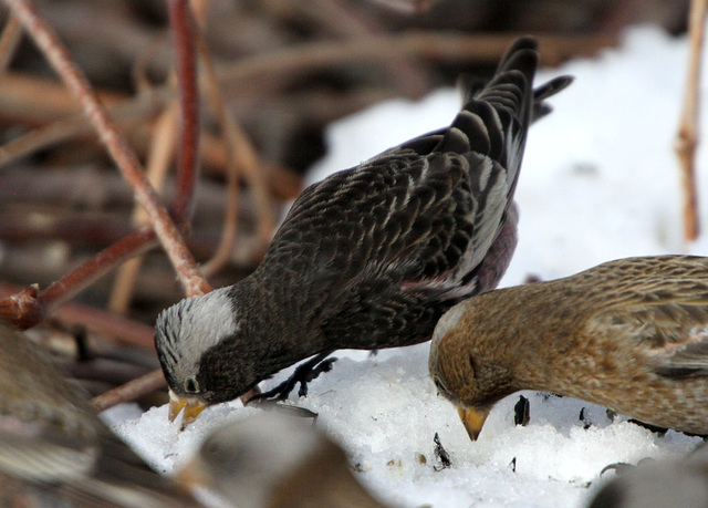 Black Rosy-Finch