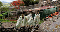 Procession jardinière