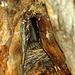 House Wren Nest