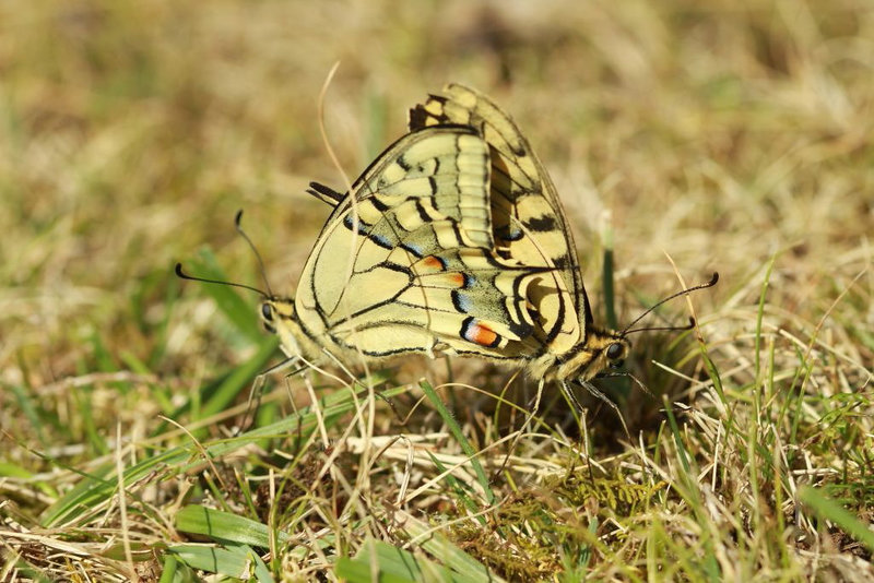 Accouplement papillons