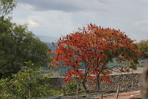 Sumac de Virginie (2)