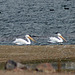 American White Pelicans (Pelecanus erythrorhynchos) and American Coots