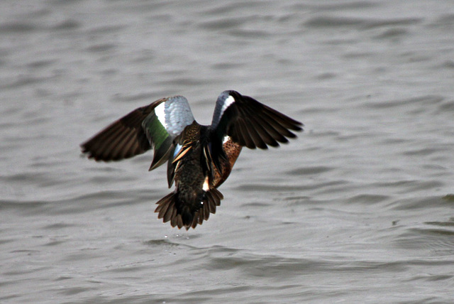 Blue-Winged x Cinnamon Teal Hybrid