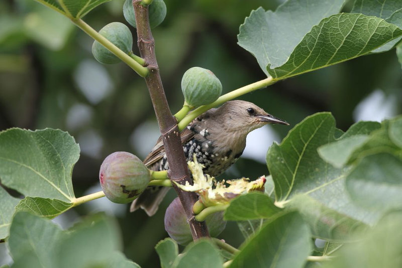 Pilleur de figues