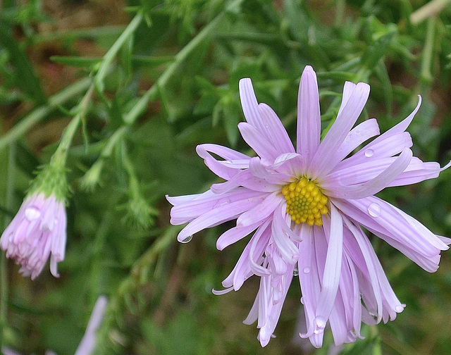 Aster DSC 0003