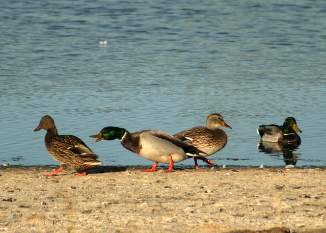 Mean Mr. Mallard