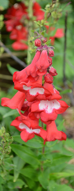 Penstemon DSC 0004