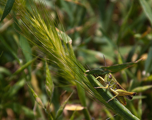 20120516 0078RAw [E] Heuschrecke, Rio Almonte 2