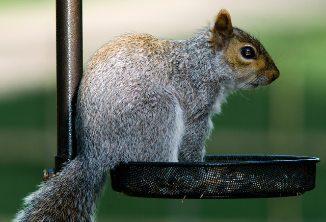 Squirrel (2)