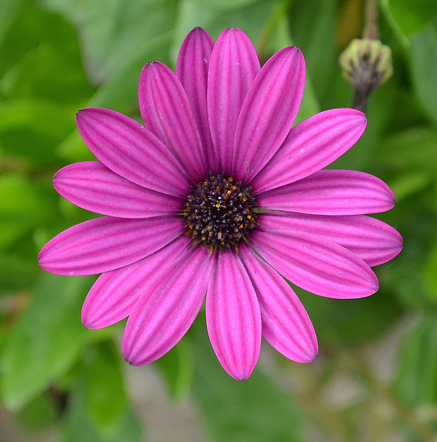 Osteospermum DSC 0005