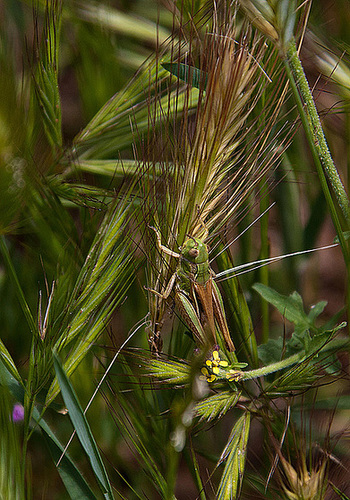 20120516 0075RAw [E] Heuschrecke, Rio Almonte 2