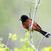 Orchard Oriole