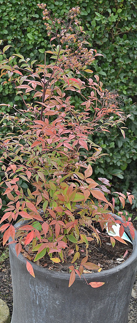 Nandina domestica DSC 0006